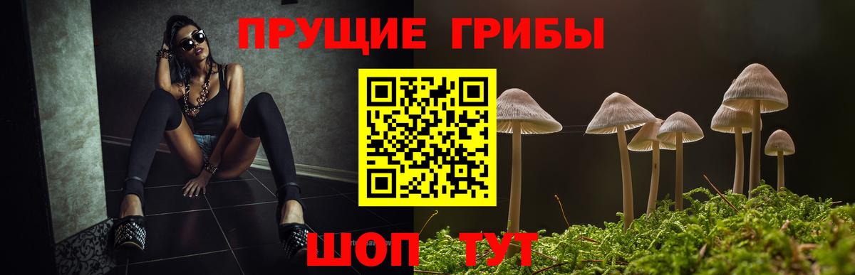 Галлюциногенные грибы Psilocybe Сарапул